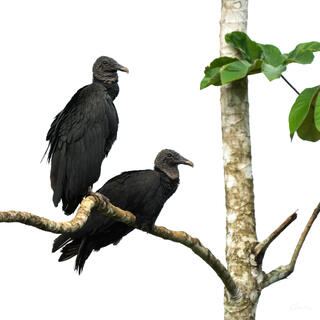 Two black vultures sitting in a tree together