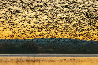 Bosque del Apache sunrise with birds filling sky and a few ducks left on pond