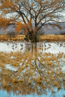 Bosque del Apache sandhill cranes stand in pond with grass growing up out of a tree reflection