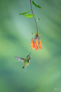 Hummingbird in flight at a flower with pee streaming from bird