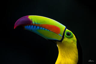 Keel-billed toucan close up with colorful beak that looks like lipstick