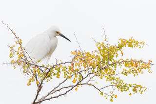 White egret alone on a tree branch