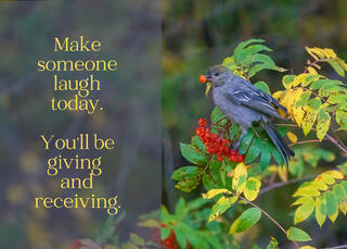 A photo of a bird with a red berry on its nose and a quote about making someone laugh.