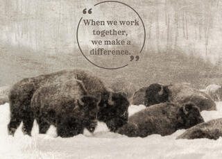A vintage-looking photo of bison in a snowstorm and a quote of working together.