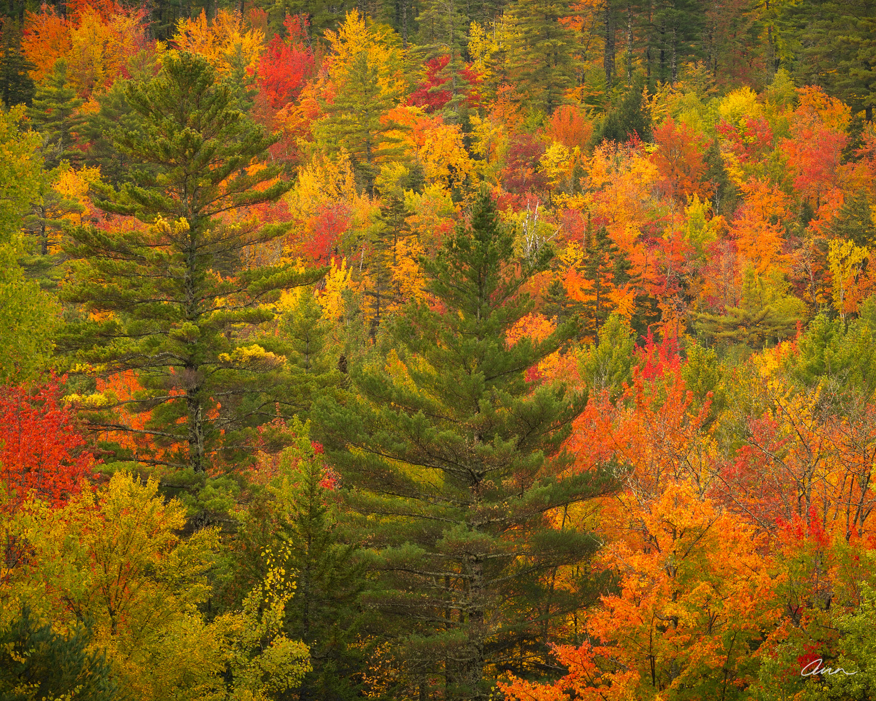 Close up in Maine of a hillside of trees in fall colors.