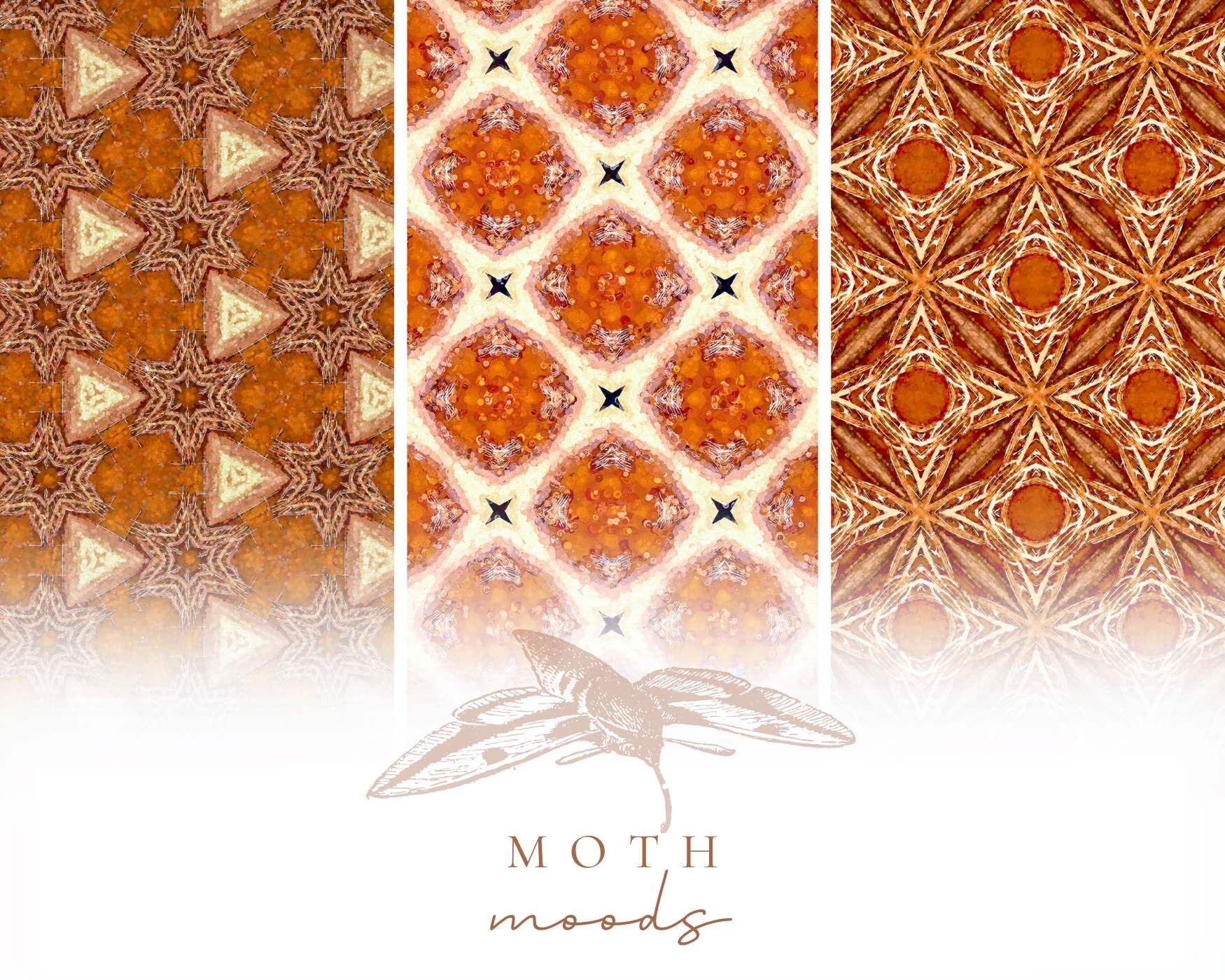 sphinx-moth-pattern-collage