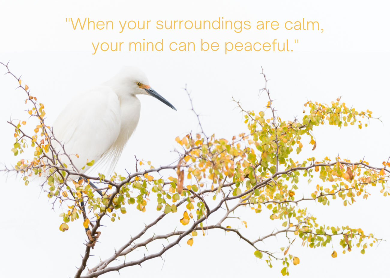 A photo of a peaceful egret in a tree with a quote about being calm.