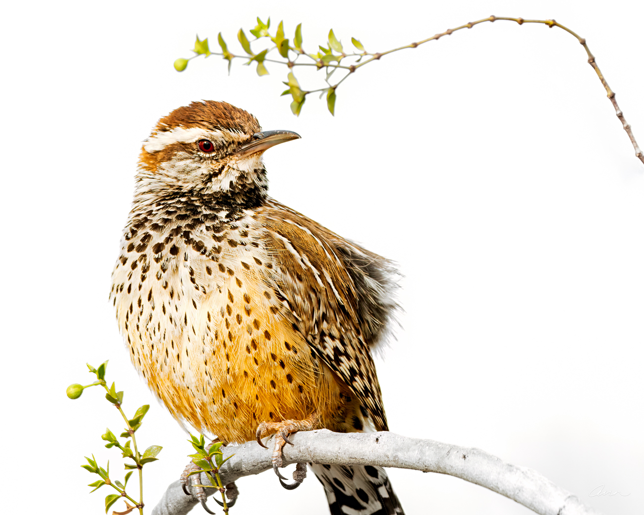As though sitting for a portraiture for John James Audubon, a cactus wren eyes me with my long lens. He held still long enough...