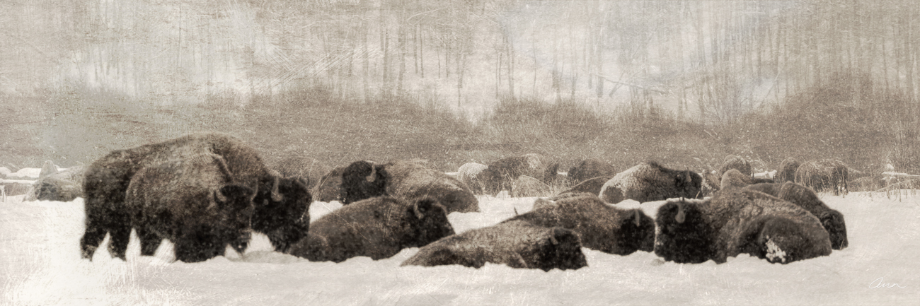 A herd of American bison waits out subzero temperatures in a snowstorm in Teton National Park. This photo appears like a salvaged...