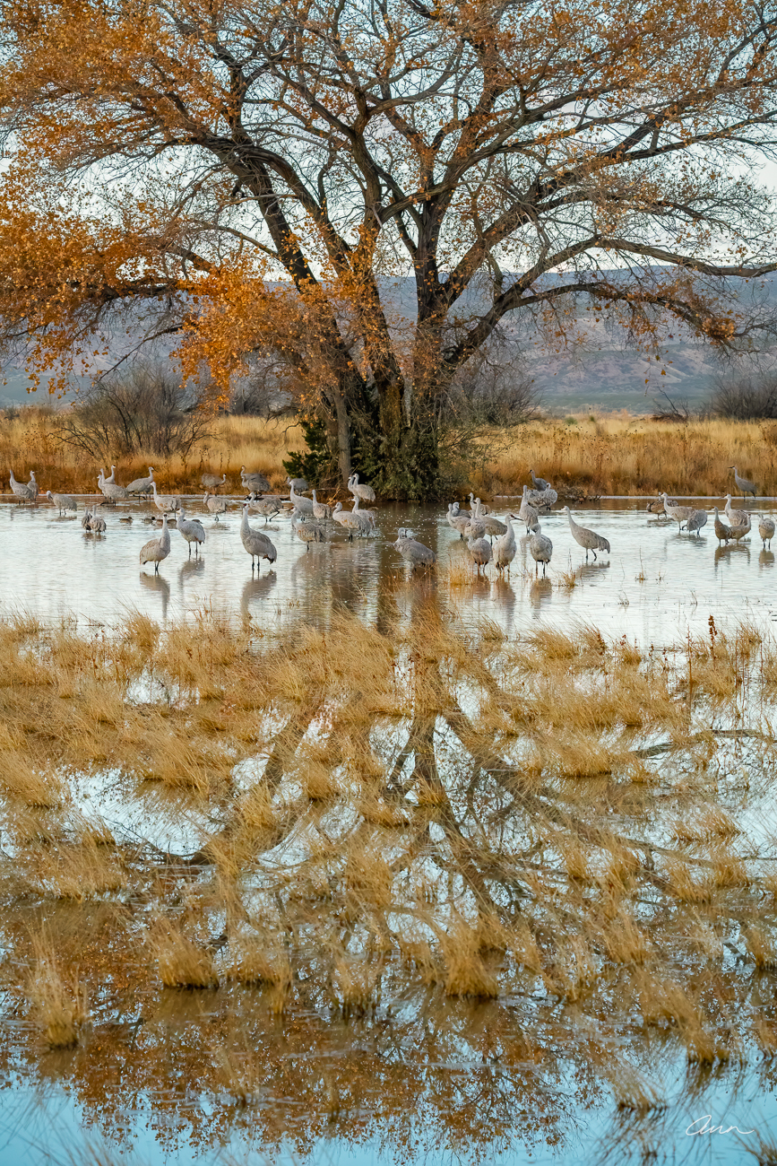 Sandhill cranes in pond with and grass growing up through the tree reflection on the water