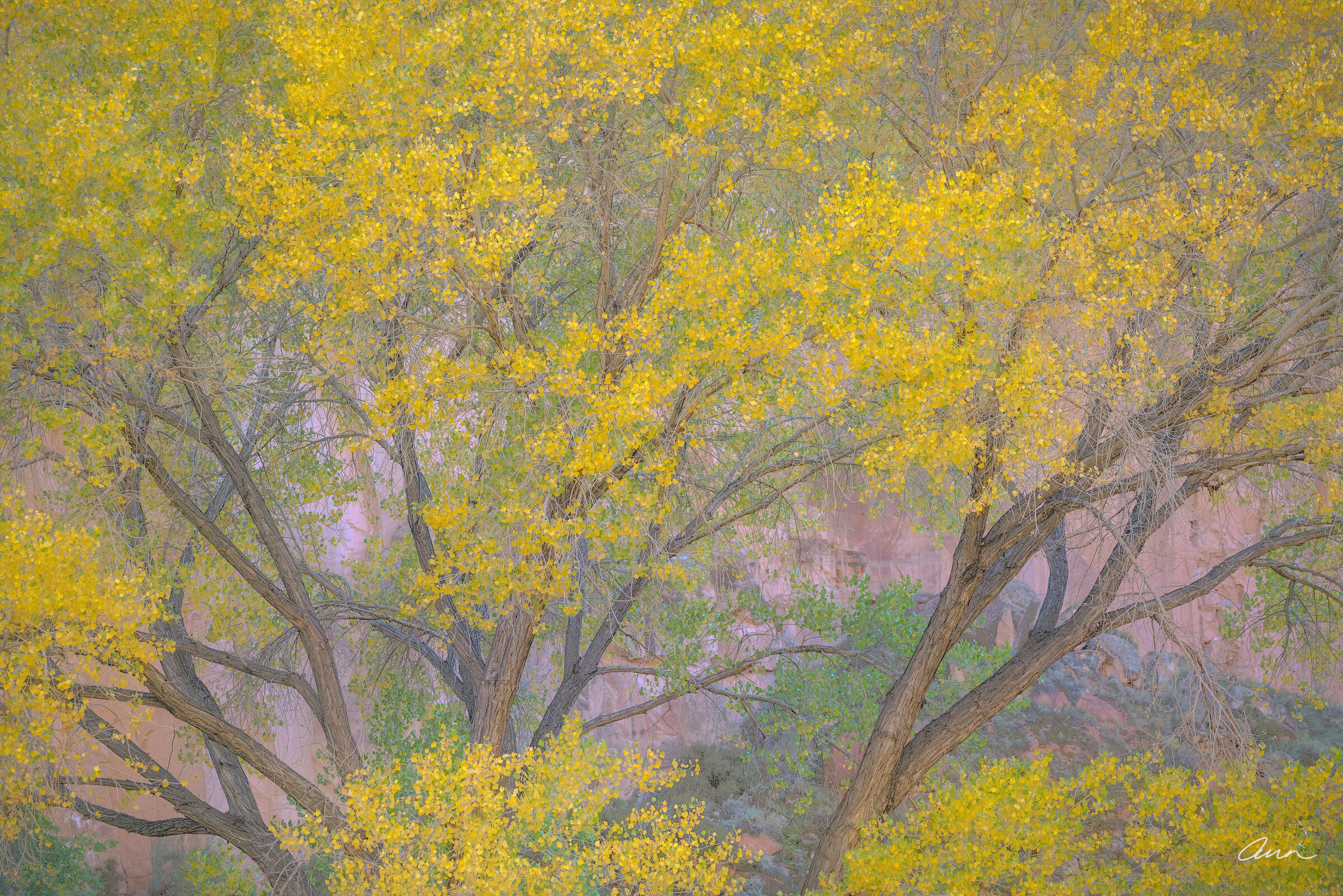 Fremont cottonwood tree close up in autumn
