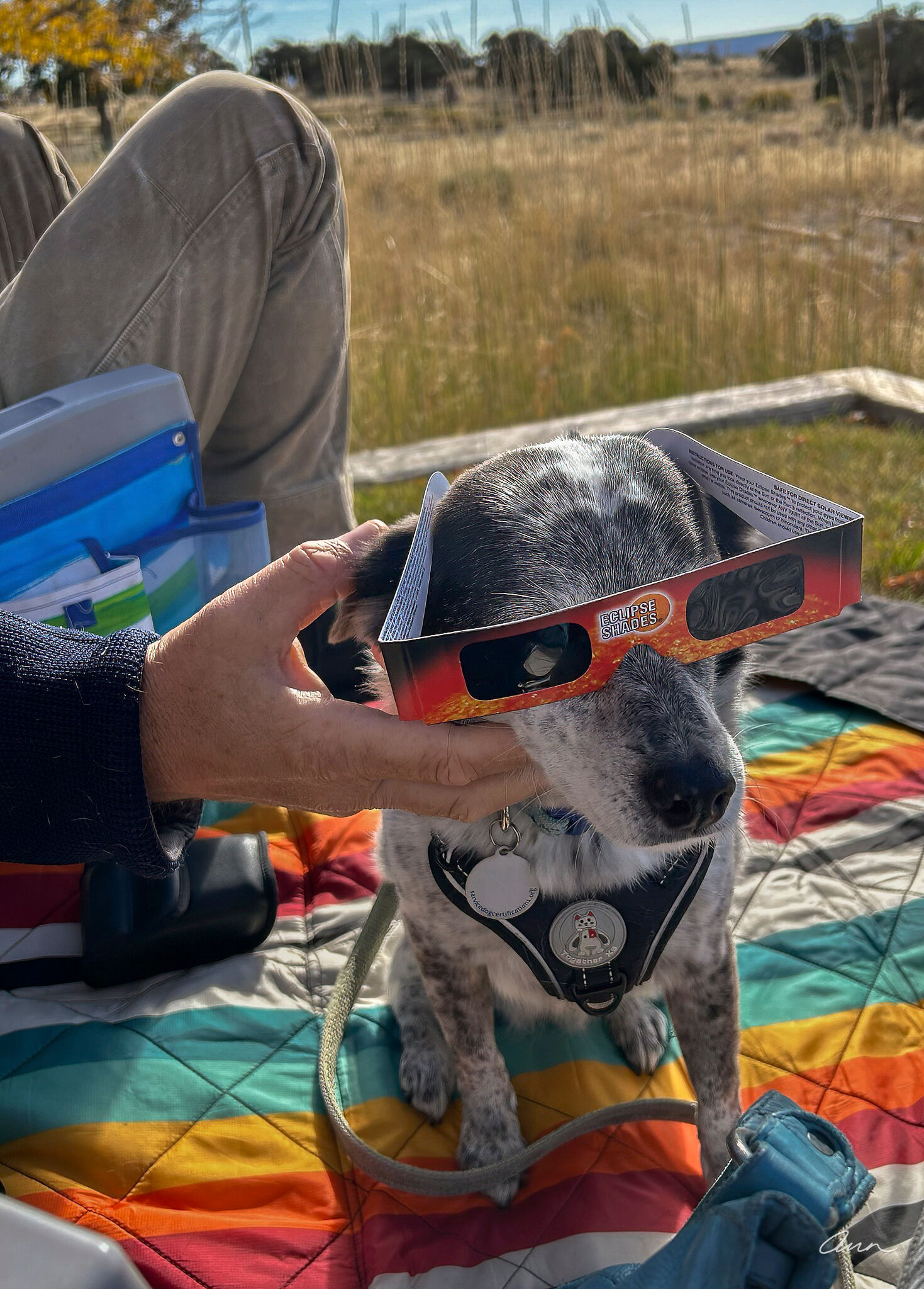 Small dog during annular eclipse of 2023 with solar eye protection