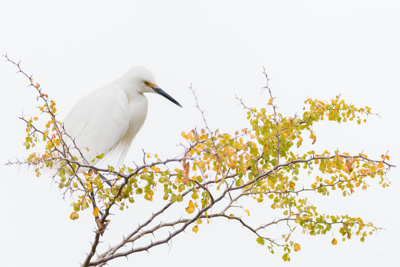 A zen-like setting of a snowy egret sitting patiently. Mindful wall art that reinforces being at peace with oneself and the world...