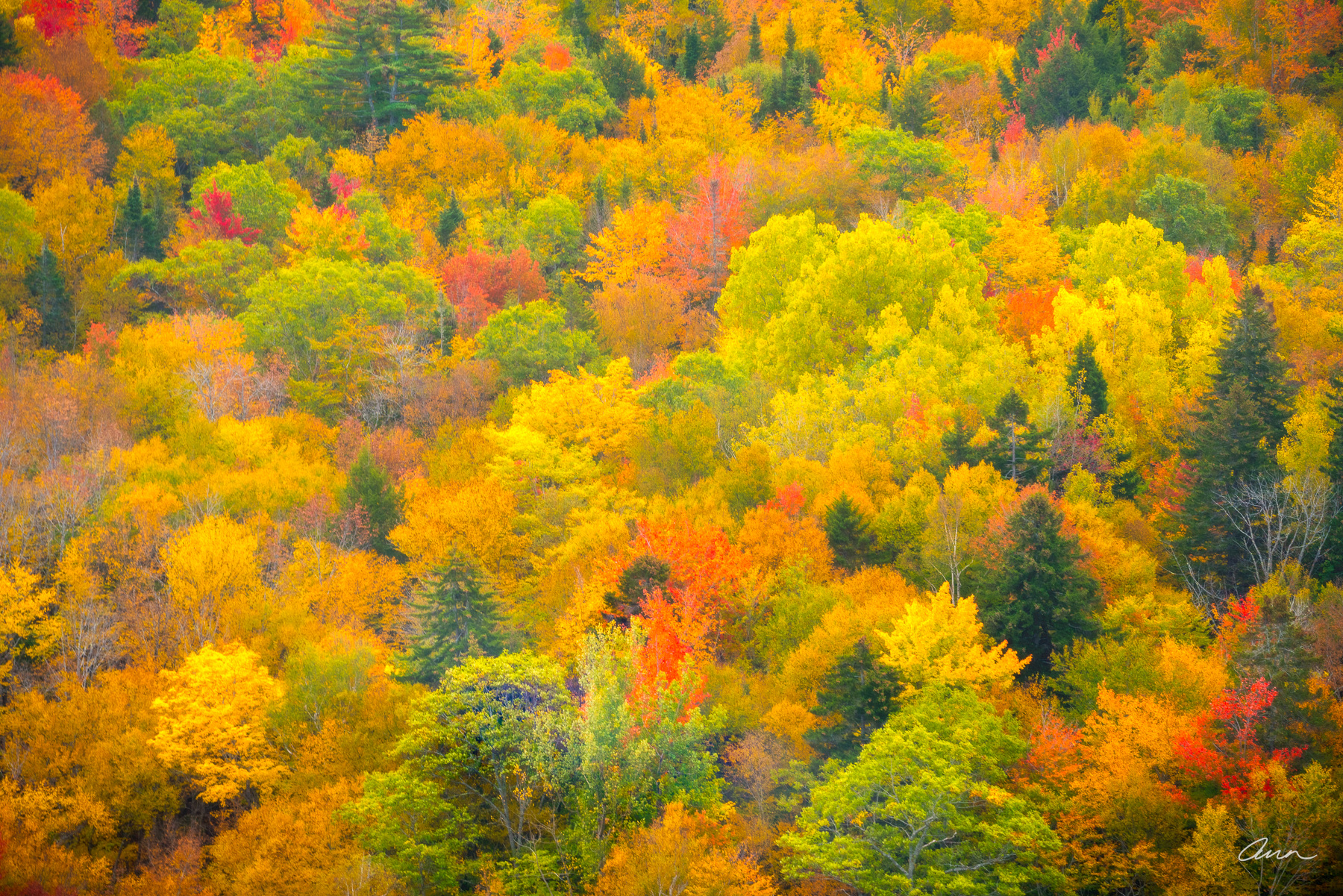 Close-up of fall forest colors in Acadia National Park.