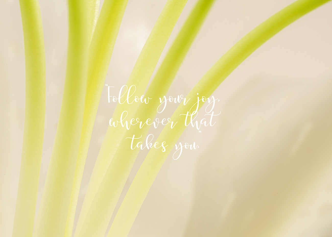 A close-up photo of an Easter lily and a quote about following your joy.