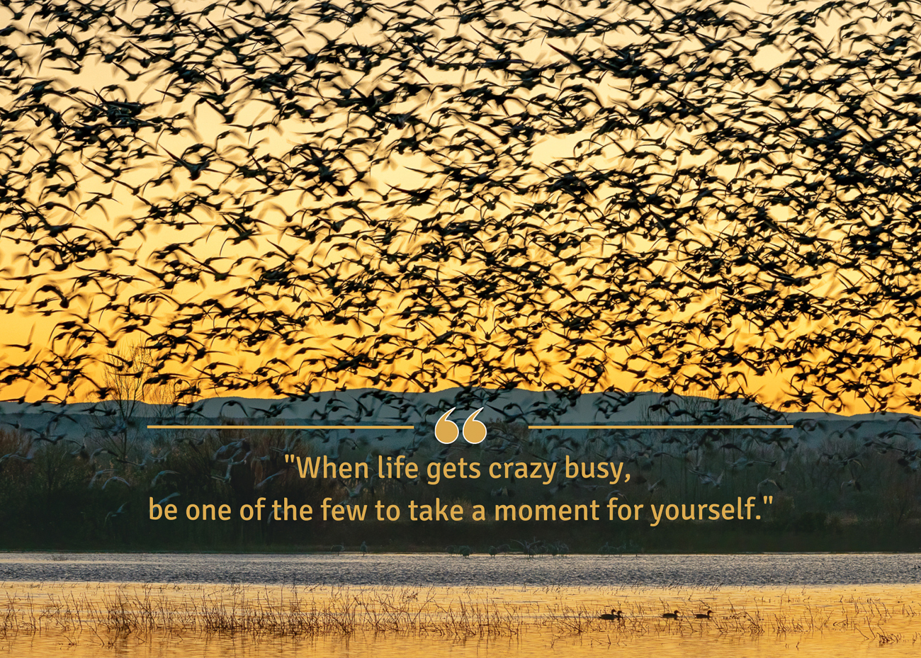 A busy photo of birds flying in a flock and a few resting plus a quote about taking time for yourself.