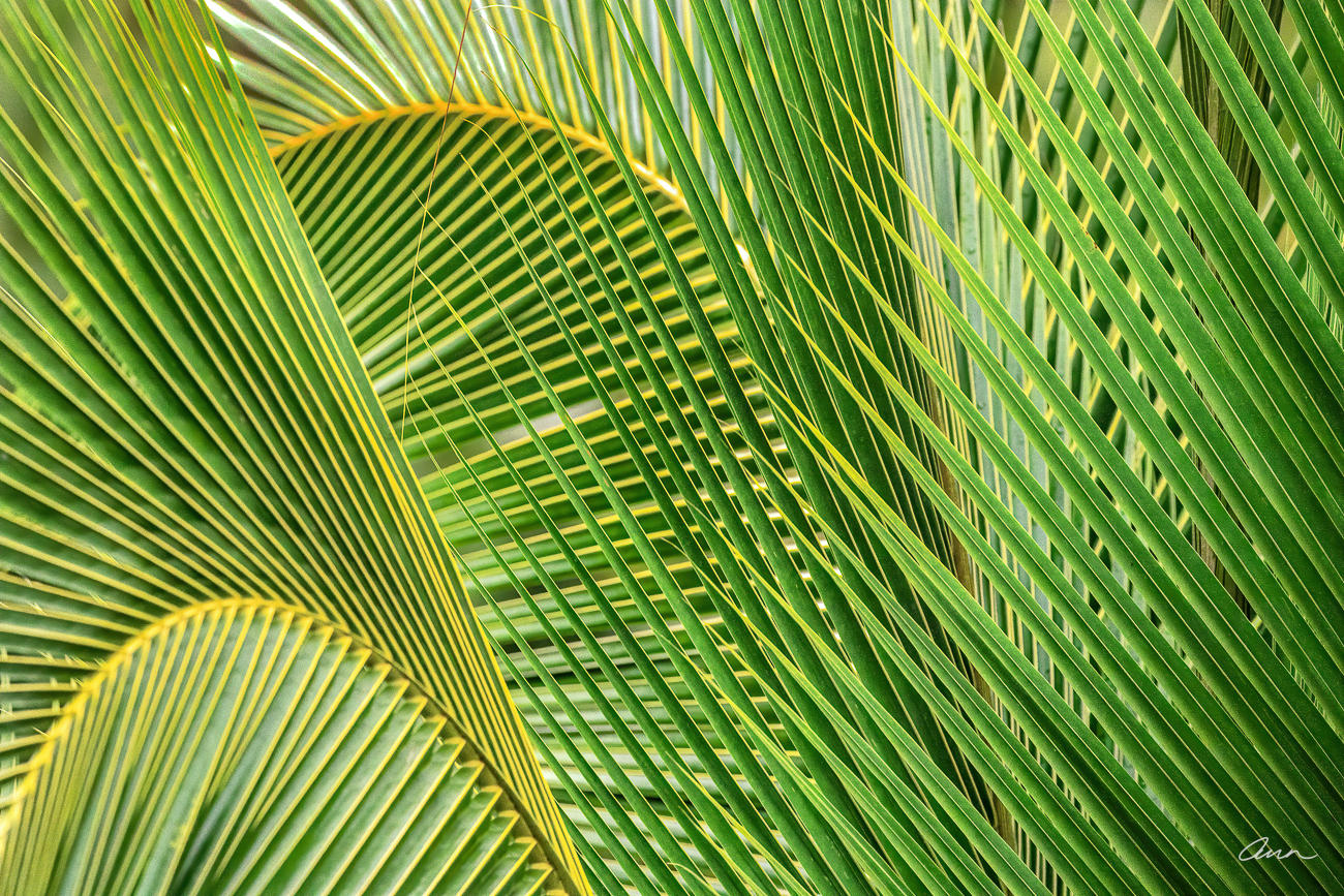 Close-up of palm fronds creating a pattern of interesting intersecting lines.