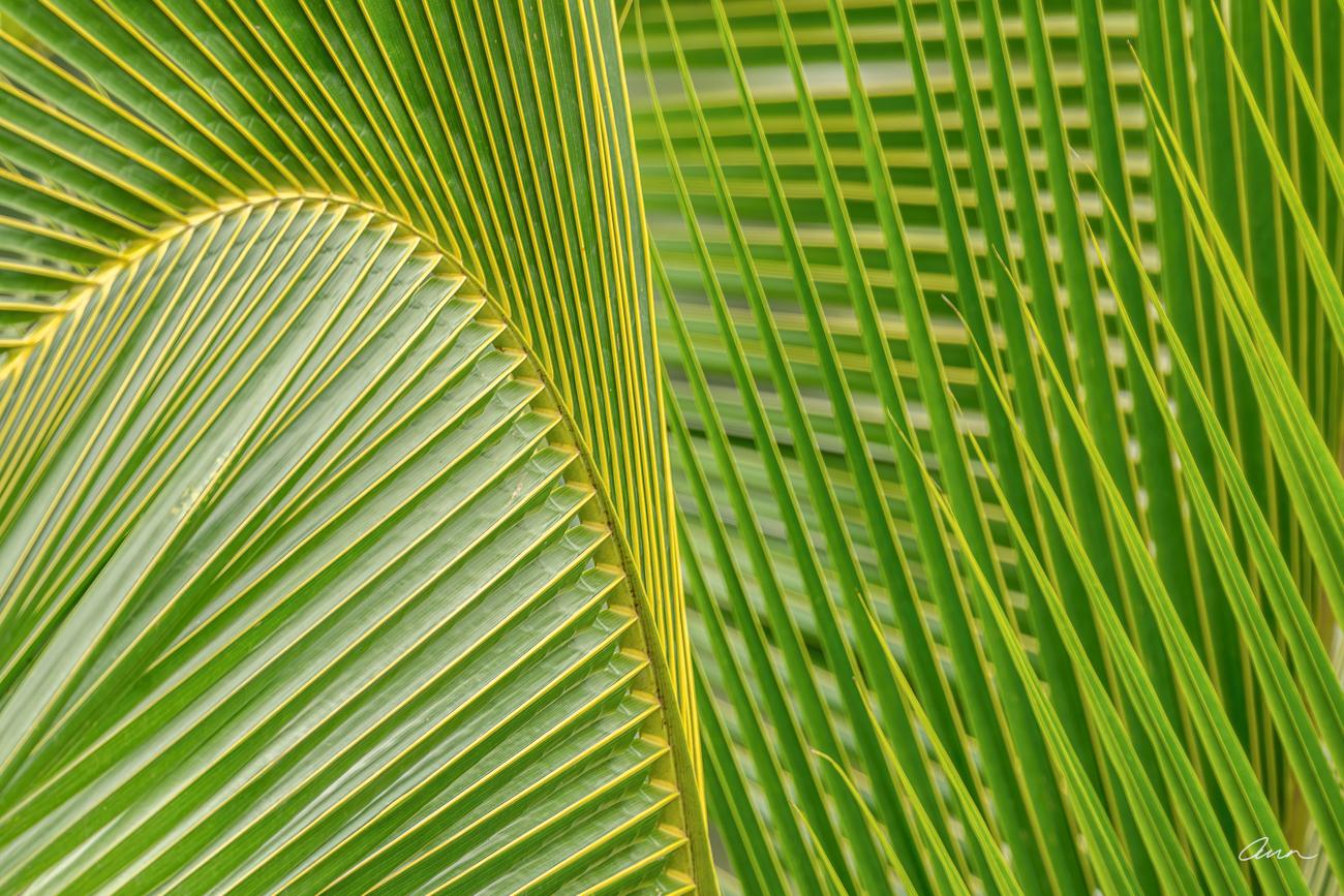 Palm fronds close up show patterns of lines that are relaxing to study.