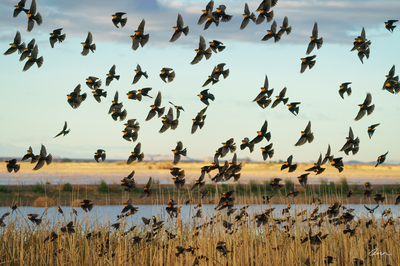 Flock of yellow-headed blackbirds flying over marsh